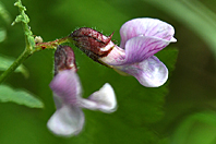 Vicia sepium